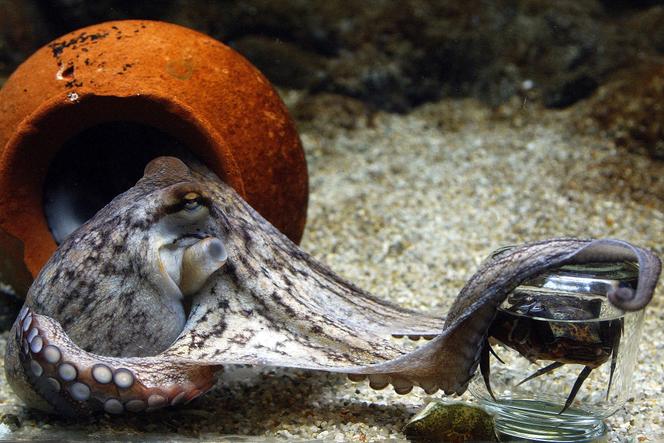 Un poulpe méditerranéen âgé de 2 mois, dans l’Aquarium national du Danemark, à Copenhague, en juin 2004.