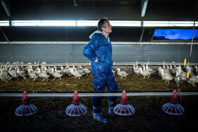 Dans un élevage de canes pour la production de foie gras, à Sarrant (Gers), le 28 novembre 2022.