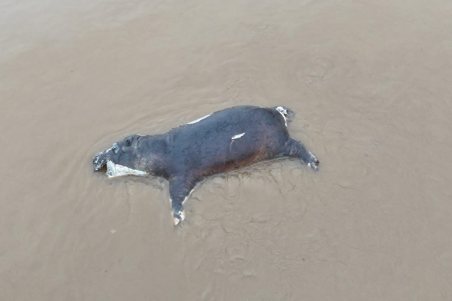 Hippos killed by anthrax poisoning in Africa's oldest reserve