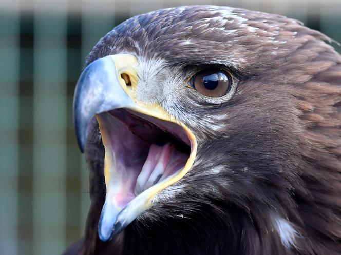 Un aigle royal, sur la base militaire de Mont-de-Marsan (Landes), en février 2017.
