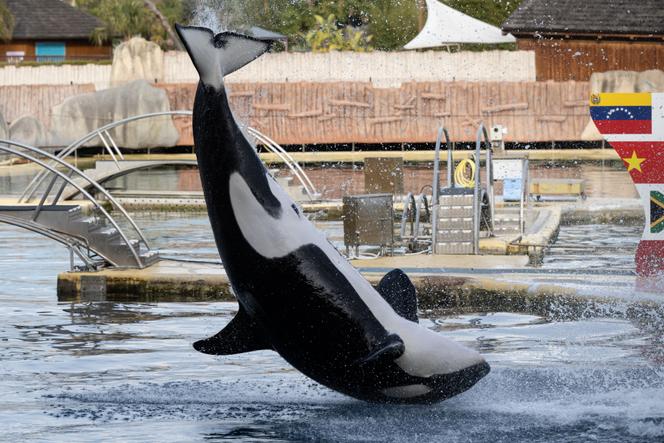 Une orque du parc marin de Marineland à Antibes (Alpes-Maritimes), le 2 janvier 2025, à trois jours de sa fermeture.