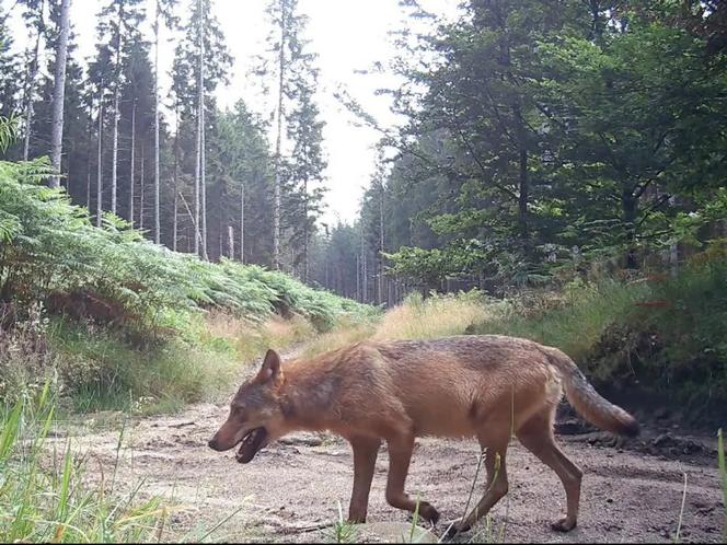 Image d’un loup capturée par un piège photographique, le 27 juillet 2024, sur le plateau de Millevaches, en Corrèze.