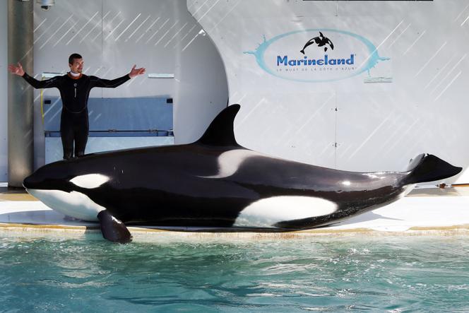 Dressage d’un orque au parc Marineland d’Antibes (Alpes-Maritimes), en mars 2016.