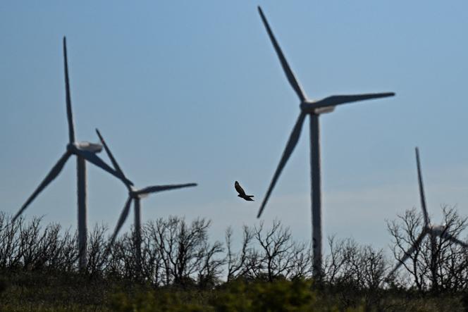 Un circaète Jean-le-Blanc (« Circaetus gallicus ») dans le parc éolien d’Aumelas (Hérault), le 12 mars 2025.