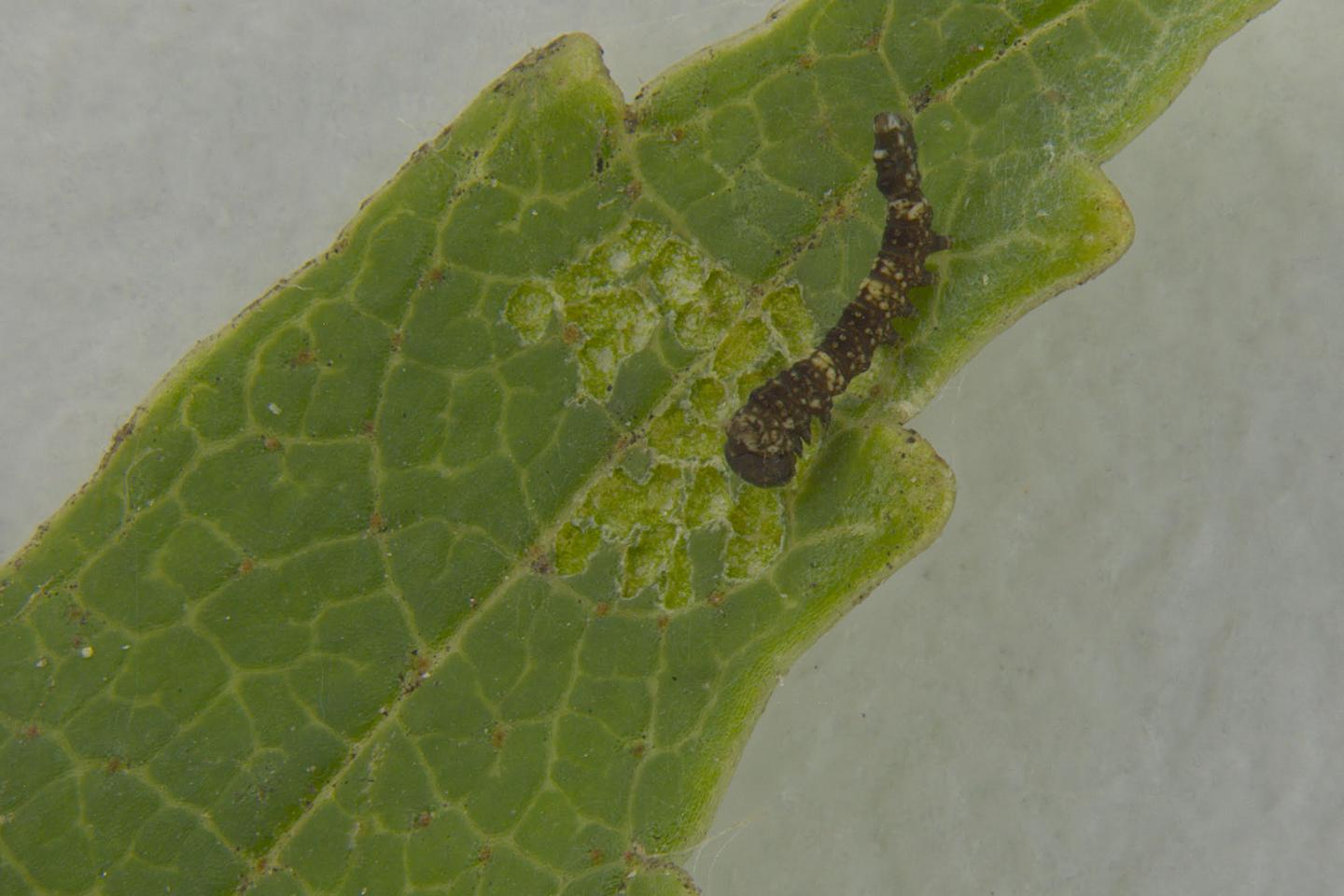 A busy caterpillar, guardian of its domain