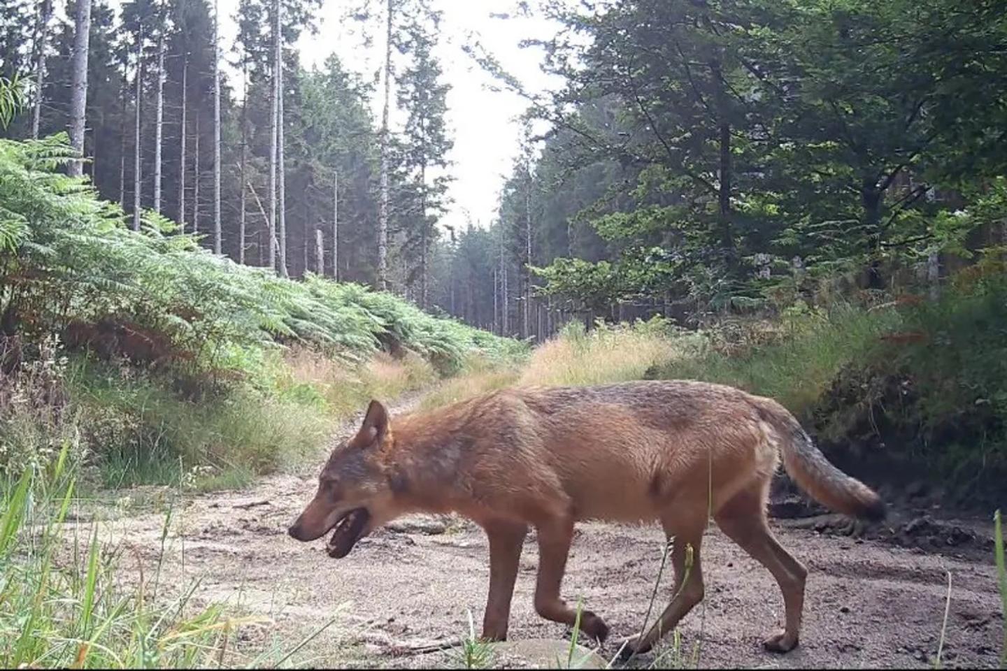 L’arrivée d’un couple de loups sur le plateau de Millevaches bouleverse éleveurs et naturalistes