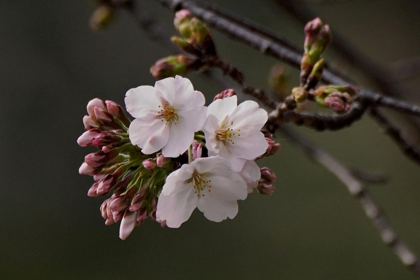 Quand le froid de l’hiver défroisse les fleurs printanières