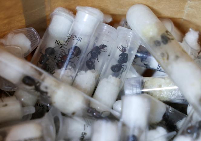 Des fourmis dissimulées dans des tubes à essai sont présentées au tribunal alors que deux ressortissants belges, un Vietnamien et un Kenyan comparaissent pour trafic, au tribunal de l’aéroport international Jomo Kenyatta (JKIA), à Nairobi, au Kenya, le 15 avril 2025. 