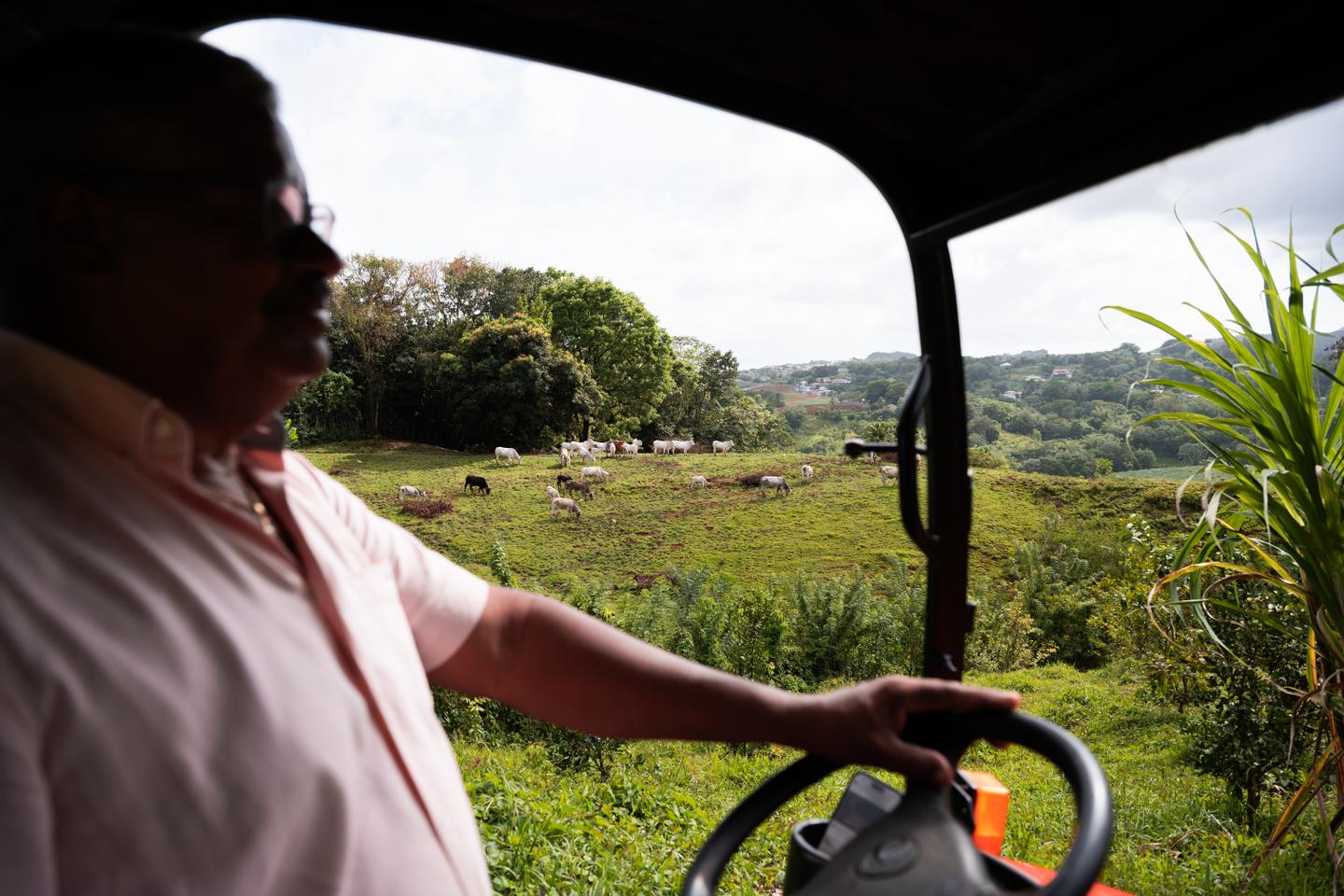 A la Martinique, le défi de la diversification agricole pour lutter contre la vie chère