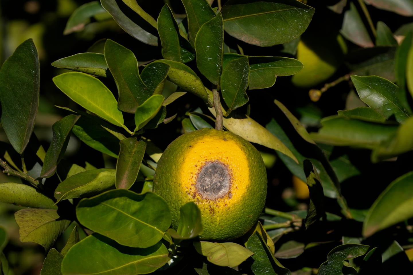 Au Brésil, la production d’oranges menacée par la maladie du dragon jaune et la sécheresse