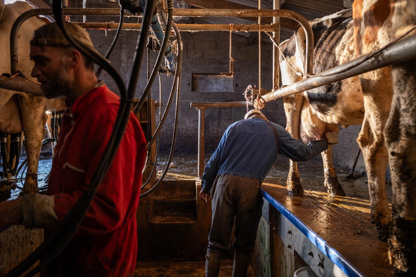 Matières premières : « Le prix du lait casse des briques »