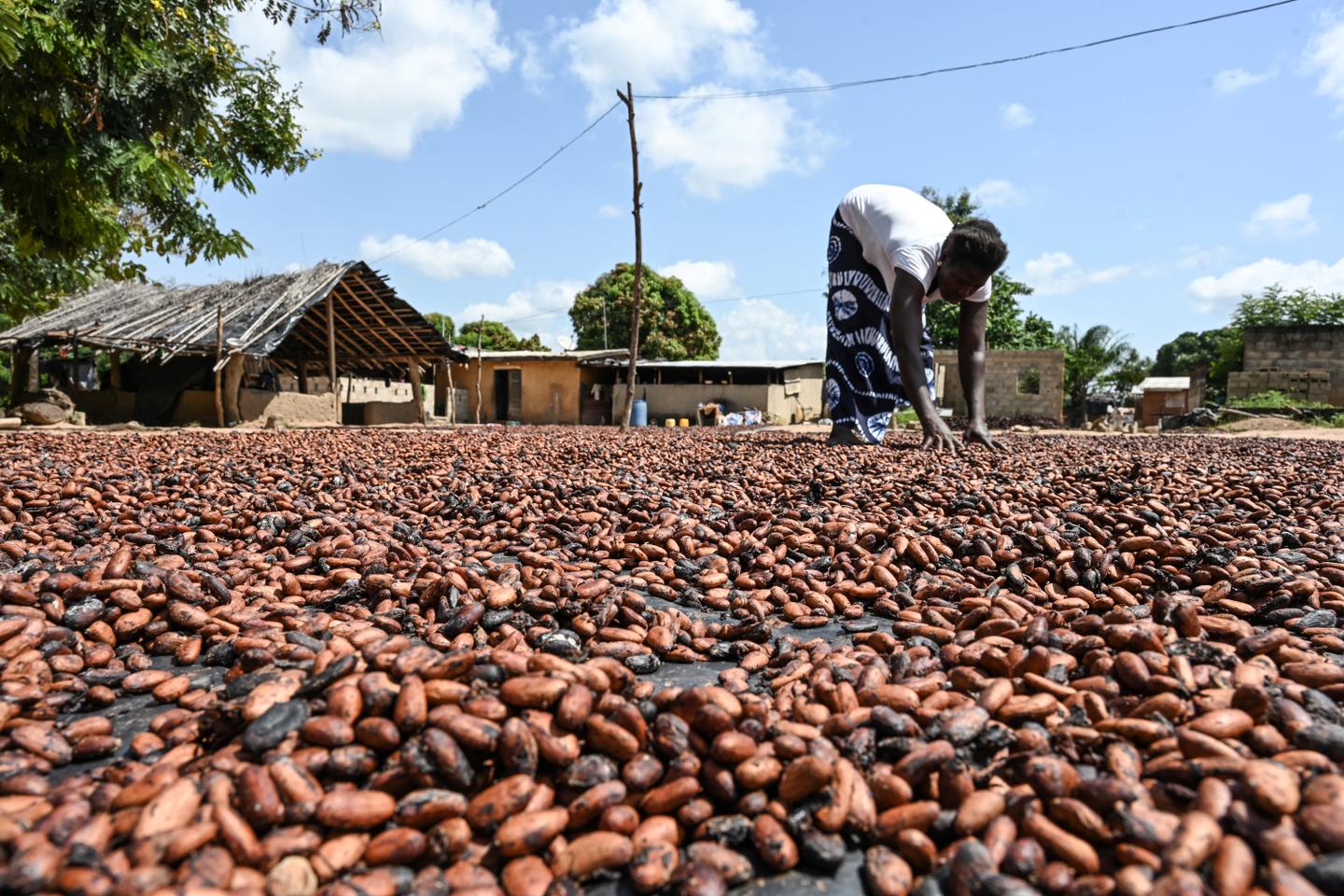 Coffee, cocoa, vanilla: The severe social and environmental impacts of foods imported to France