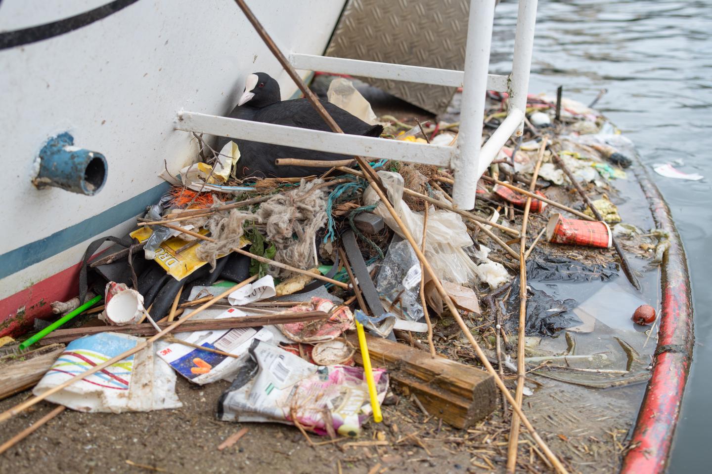 Les vestiges de trente ans de pollution plastique retrouvés dans les nids des foulques d’Amsterdam
