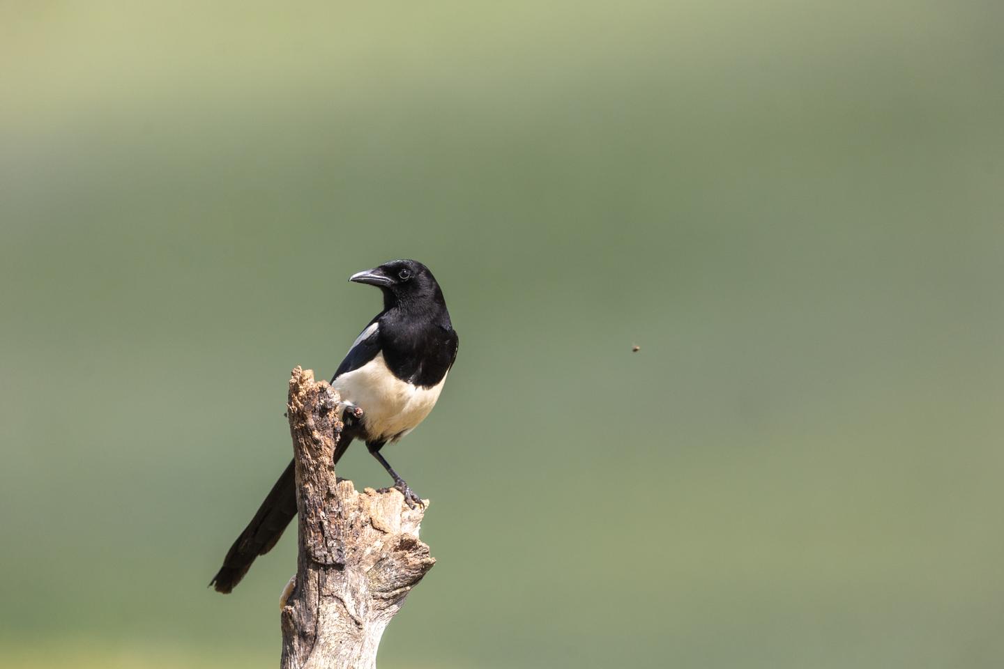 The magpie is indeed a thief, but also scared of new things