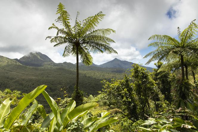 Dans le parc national de Morne Trois-Pitons, classé au Patrimoine mondial de l’Unesco, à Roseau, le 11 mars 2019.