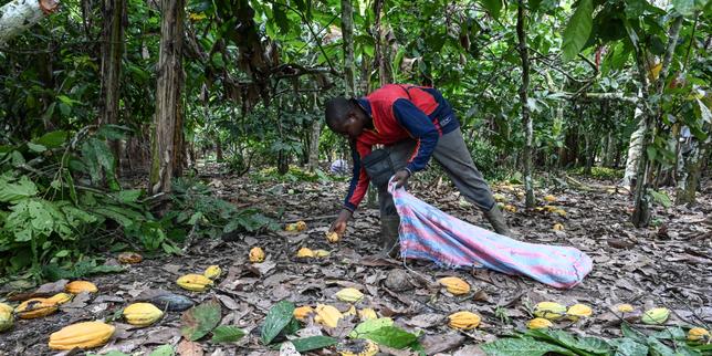 Côte d'Ivoire's cocoa sector undergoes transformation