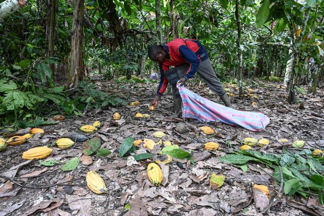 Un ouvrier agricole ramasse des cabosses de cacao dans une plantation de cacao du village d’Hermankono, le 14 novembre 2023.