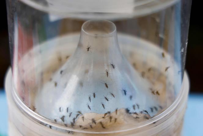 Uma armadilha de mosquito, como parte da luta contra a pandemia de Chikungunya em Saint-Benoît (Reunião), em 22 de abril de 2025.