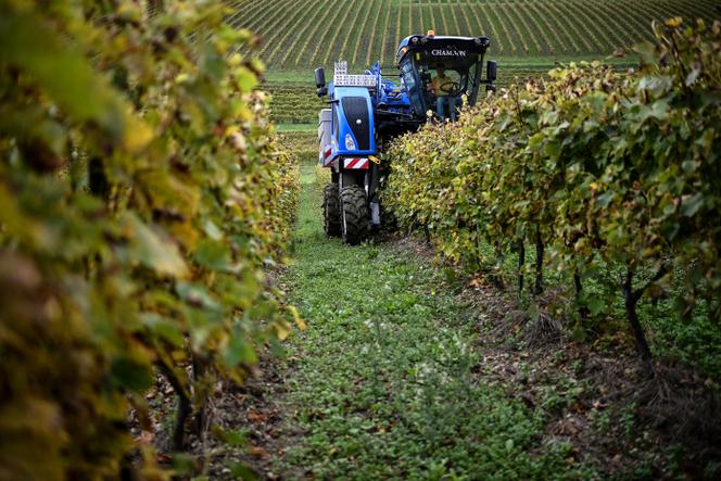 Les vendanges à Saint-Preuil (Charente).