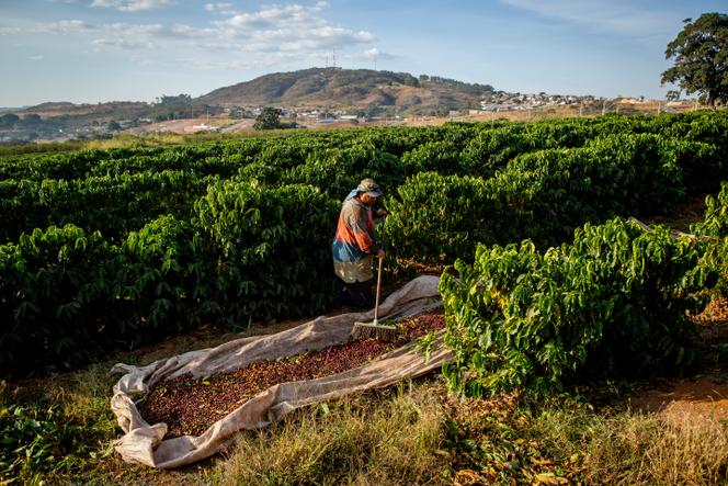 A la ferme Campo Alegre, à Patrocínio dans l’etat de Minas Gerais, au Brésil, le 9 juillet 2023. 