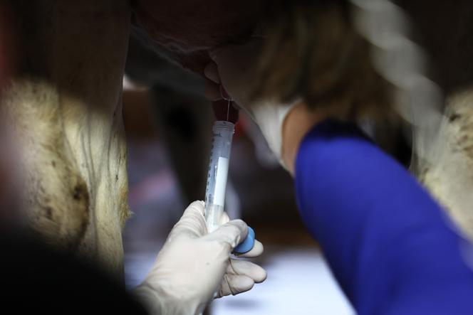Un échantillon de lait est prélevé sur une vache d’un troupeau pour un test virologique, à la Cornell Teaching Dairy Barn de l’université Cornell, le 11 décembre 2024, à Ithaca (New York), aux Etats-Unis.