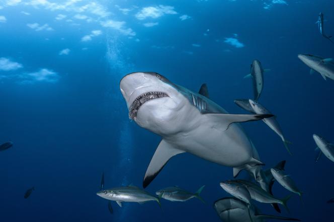 Requin gris de récif, à Tahiti, en Polynésie française.