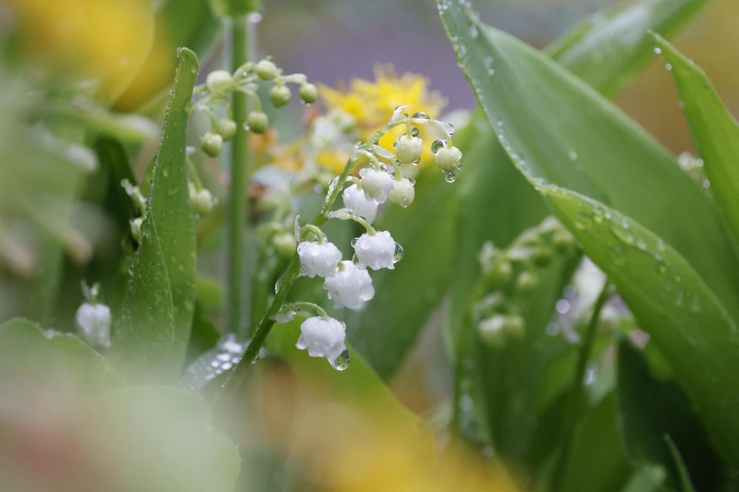 Lily of the valley: When an Internatonal Workers' Day tradition in France 'becomes bourgeois'