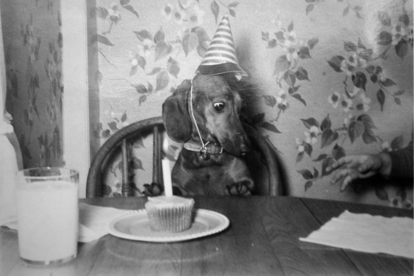 Birthday bones and dog beer: France's growing pet party craze