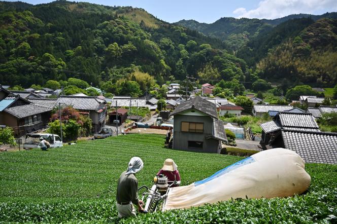 Des agriculteurs récoltent des feuilles de thé matcha à Fujieda, dans la préfecture de Shizuoka (Japon), le 16 mai 2019.