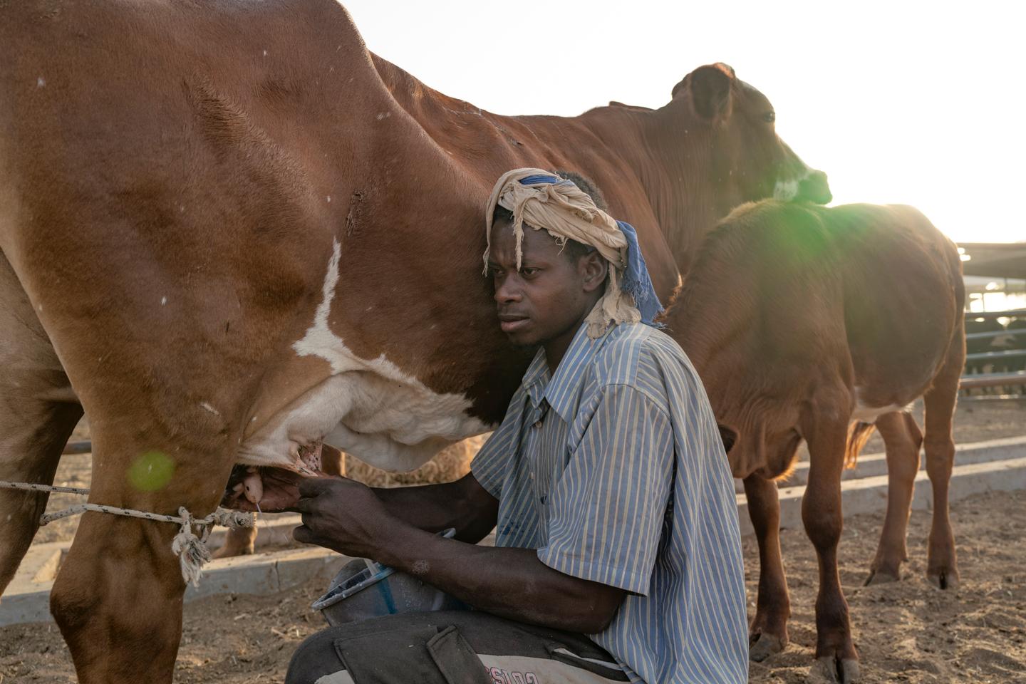 En Mauritanie, les éleveurs tentent d’imposer leur voix dans la filière laitière