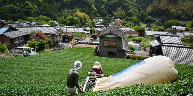 Matcha's popularity risks causing shortages