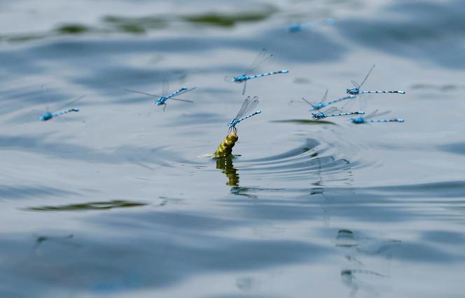 Des libellules à Grendon Lakes, près de Wellingborough, en Angleterre, le 16 juin 2022.