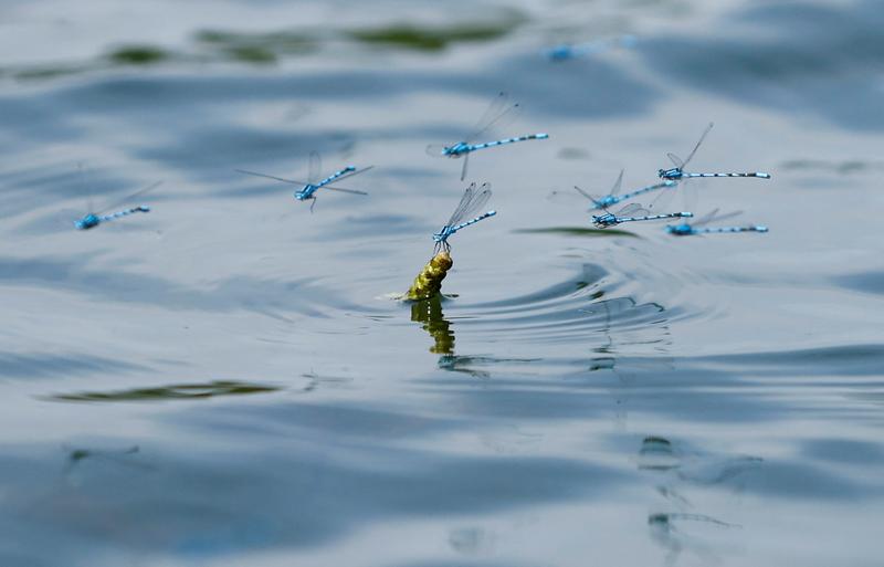 La rapidité de l’effondrement des populations d’insectes confirmée par une expérience de science participative