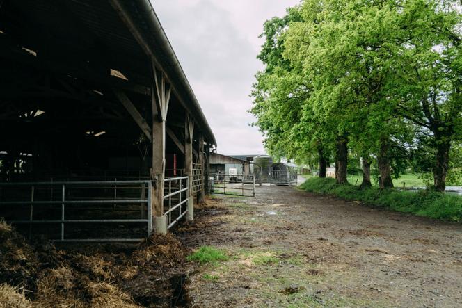 Dans la ferme du P'tit Gallo d’Yves Simon, à Montreuil-le-Gast (Ille-et-Vilaine), le 23 avril 2025.
