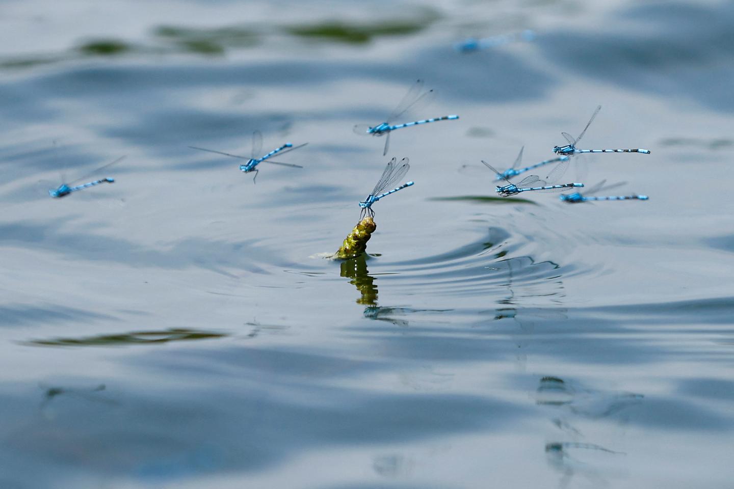 La rapidité de l’effondrement des populations d’insectes confirmée par une expérience de science participative