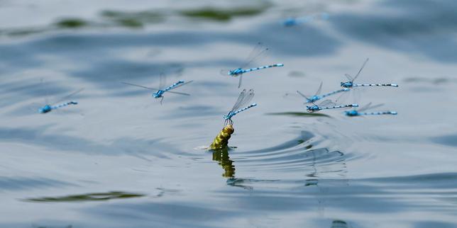 La rapidité de l’effondrement des populations d’insectes confirmée par une expérience de science participative