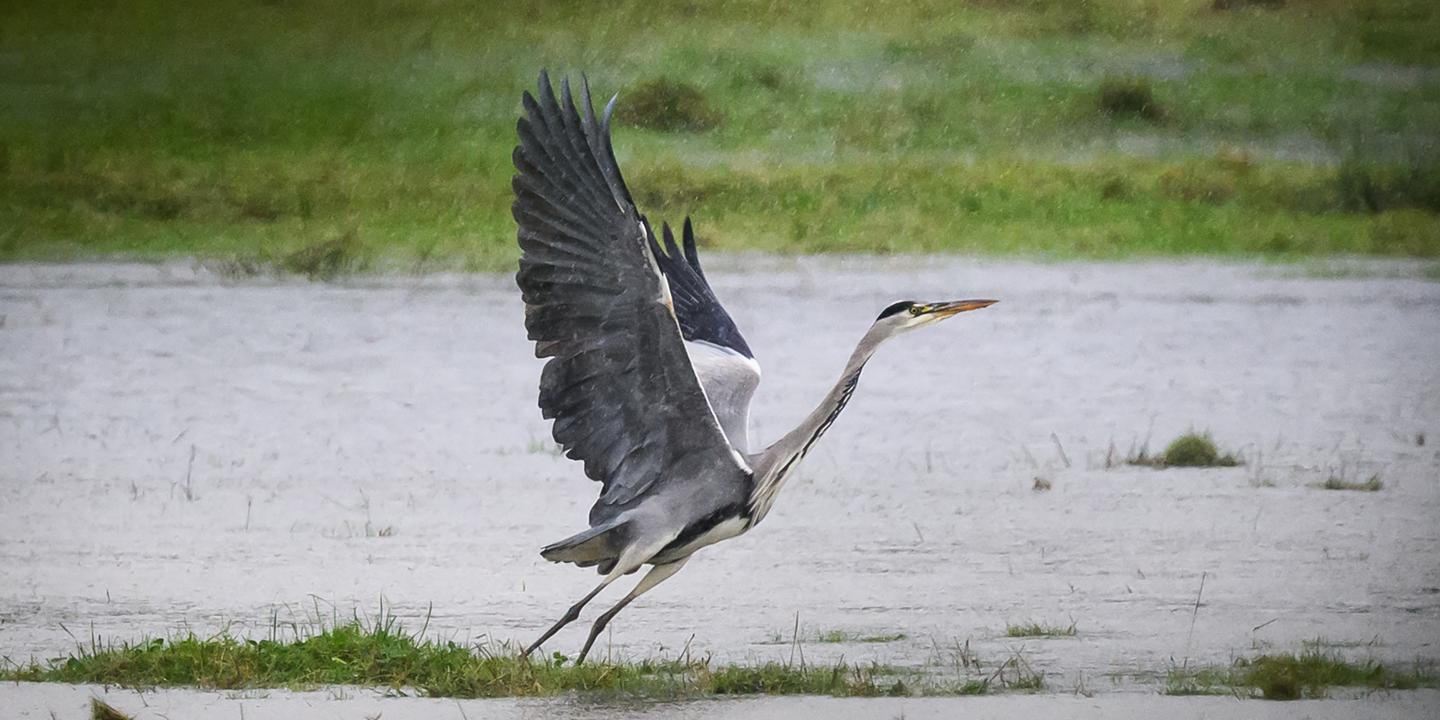 Déclin de 18% des oiseaux communs en France en 25 ans