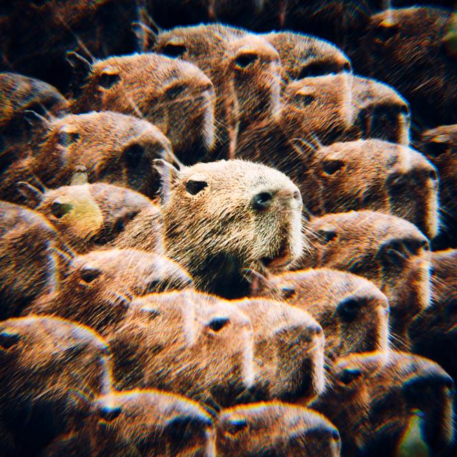 Le capybara, un rongeur d’Amérique du Sud, star sur Tik Tok et Instagram.