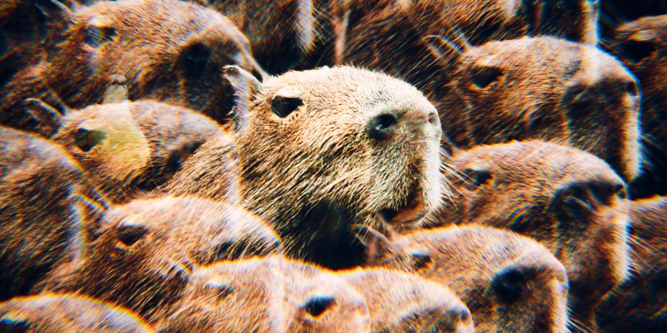 Capybaras are the new social media stars