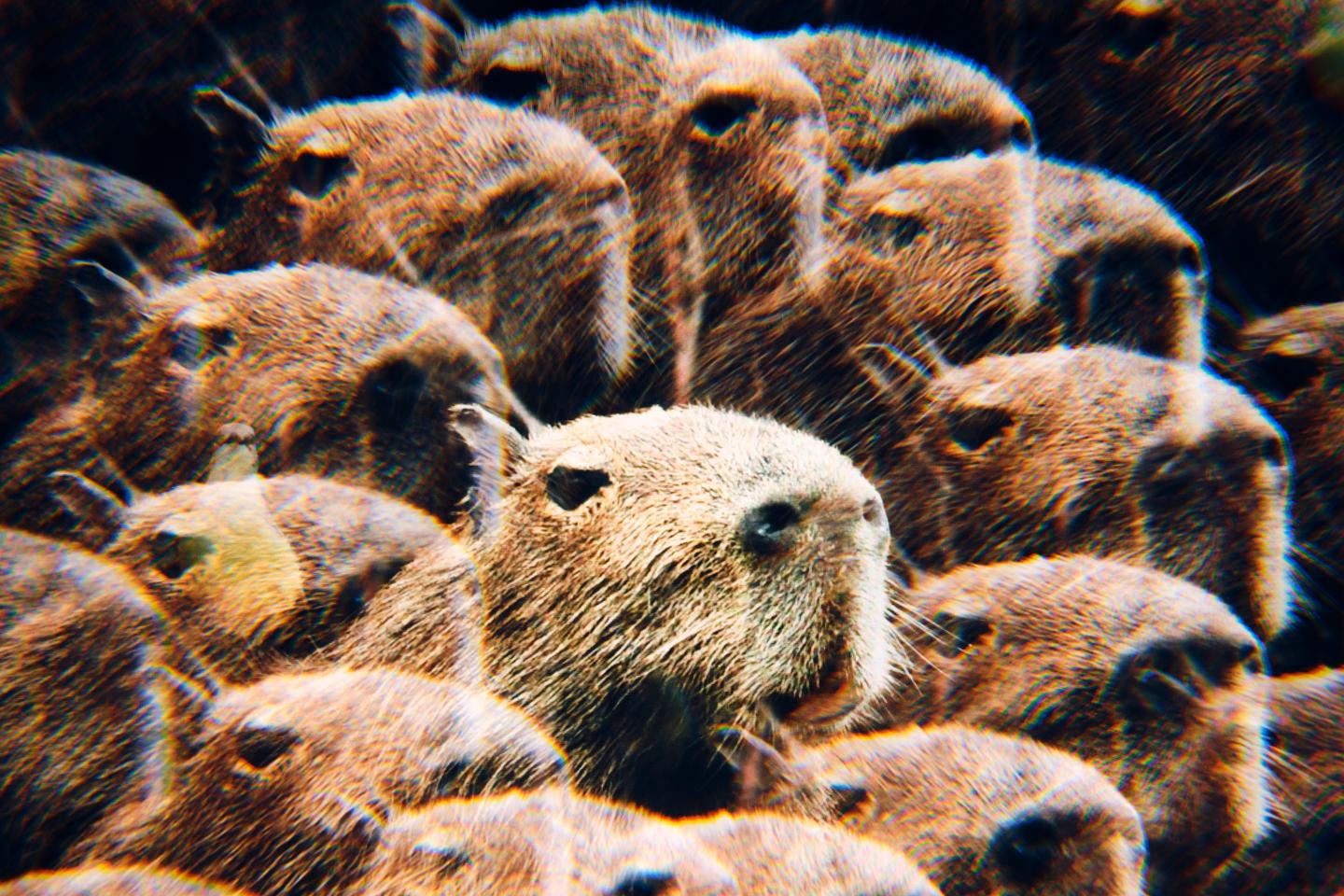Capybaras are the new social media stars