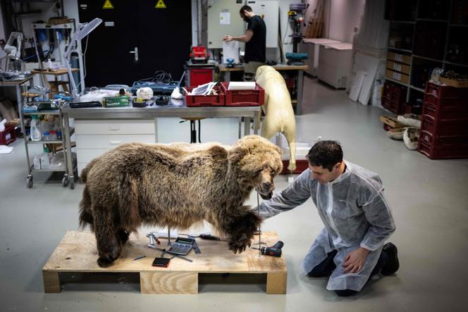 Le taxidermiste Brian Aiello travaille sur la peau d’une ourse nommée Caramelles dans le laboratoire de taxidermie du Muséum de Toulouse, dans le sud-ouest de la France, le 17 janvier 2023.