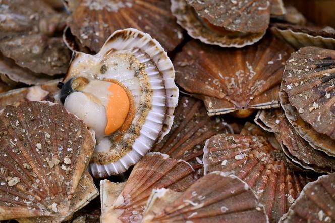 Des coquilles Saint-Jacques, sur un étal de poissonnier à Rungis, le 6 décembre 2022.