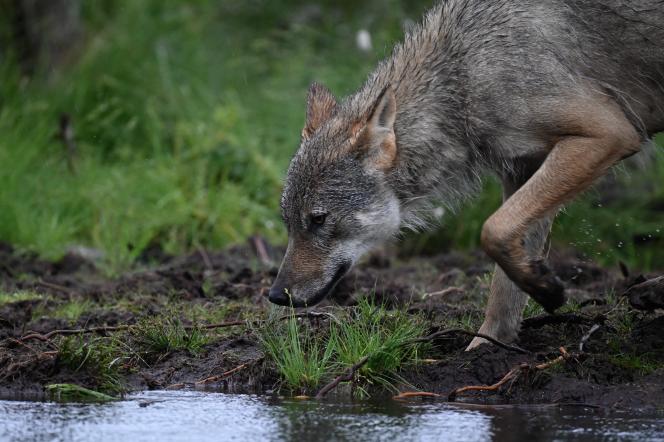 Un jeune loup mâle, dans la taïga finlandaise dans la région de Hukkajarvi, le 5 juillet 2023.