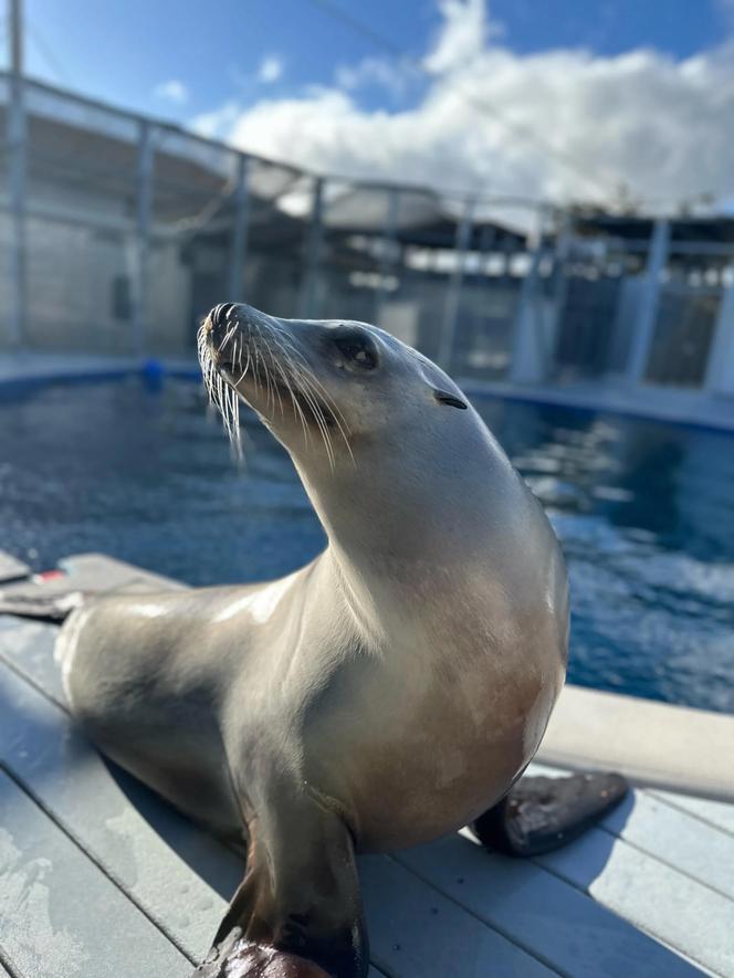 Ronan, l’otarie de Californie, au Long Marine Laboratory de l’université de Santa Cruz (Californie).