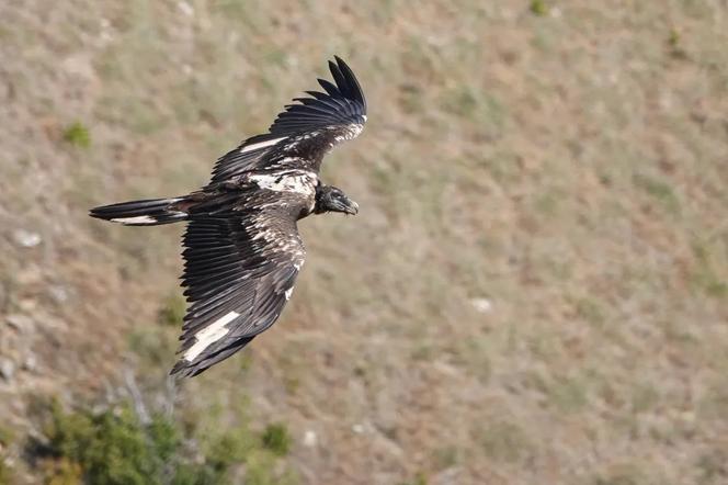 Rei del Causse, le gypaète barbu mort dans le parc des Cévennes, le 23 août 2022.