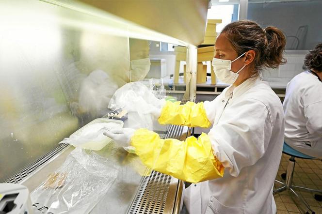 Analysent d’échantillons, dans un laboratoire de l’Anses, à Ploufragan (Côtes-d’Armor), afin de détecter la présence de l’influenza aviaire, en juillet 2022.