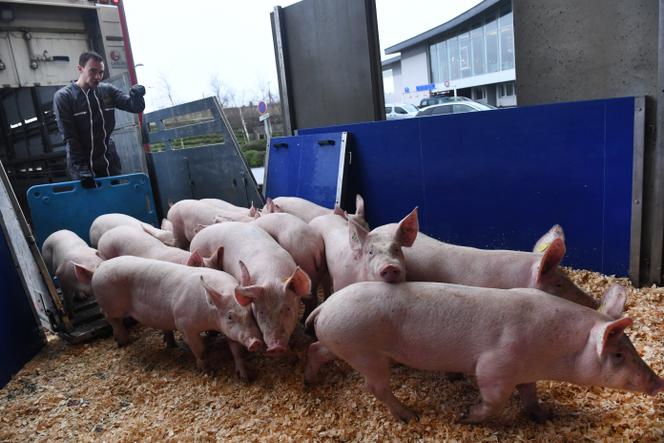 Des porcs en route vers la Chine depuis l’aéroport Brest-Bretagne de Guipavas (Finistère), le 10 mars 2020.