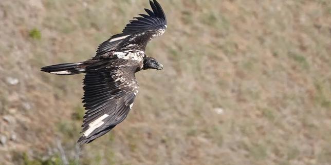 La mort mystérieuse du gypaète barbu Rei del Causse, un grand explorateur à l’histoire singulière thumbnail