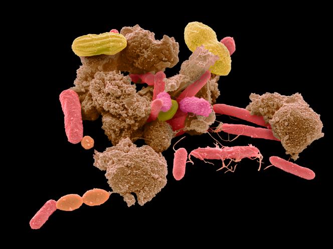 Micrographie électronique à balayage (MEB) de diverses bactéries présentes dans un échantillon de matières fécales humaines.