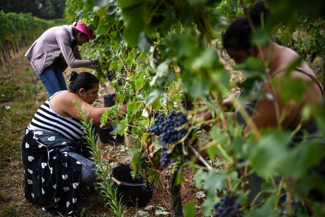 Des ouvriers lors des vendanges, à Branne (Gironde), le 28 août 2024.